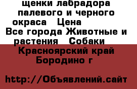 щенки лабрадора палевого и черного окраса › Цена ­ 30 000 - Все города Животные и растения » Собаки   . Красноярский край,Бородино г.